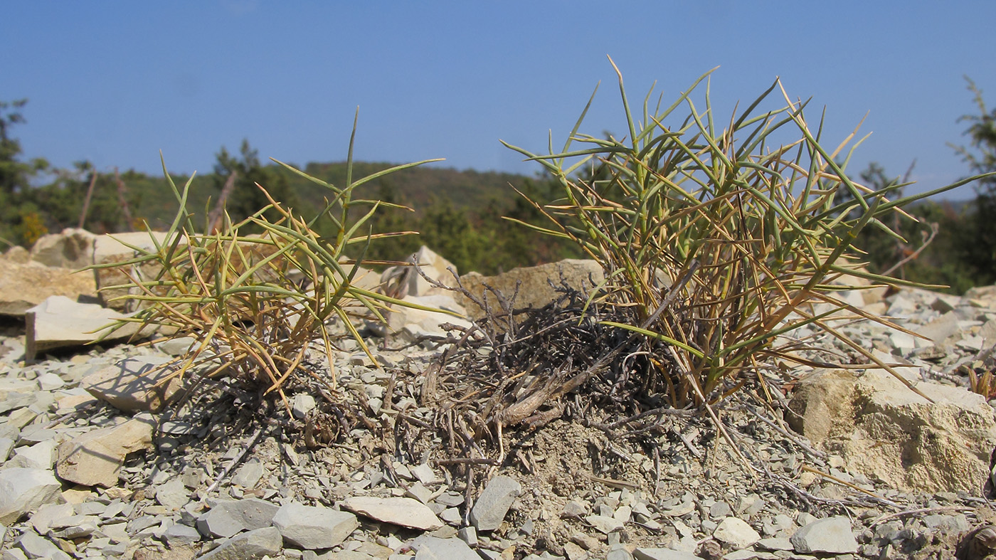 Изображение особи Agropyron pinifolium.