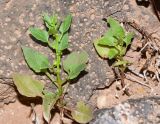 Patellifolia procumbens