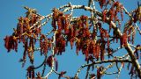 Populus nigra. Ветвь с соцветиями. Донецк. 07.04.2016.