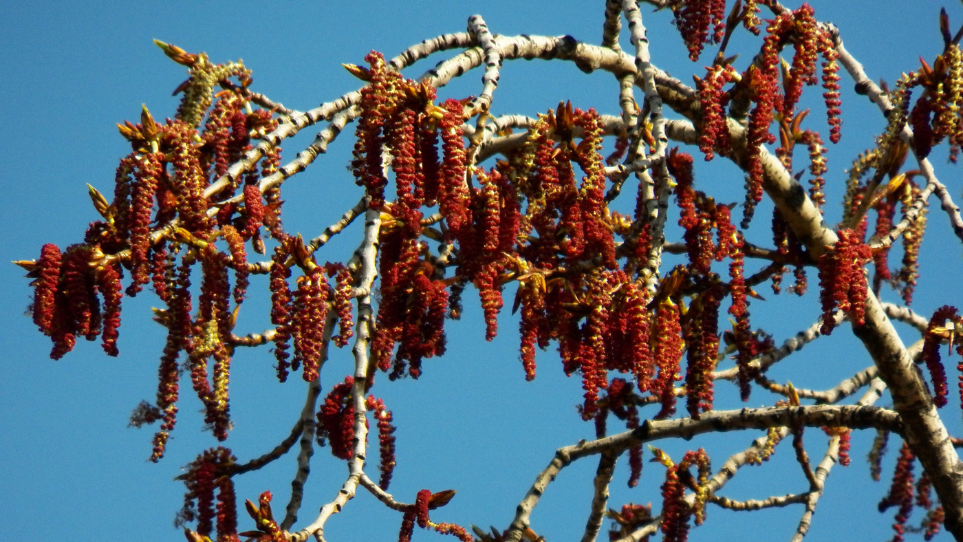 Изображение особи Populus nigra.