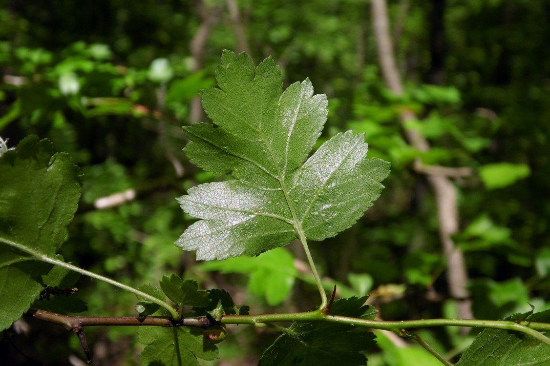 Image of Crataegus microphylla specimen.