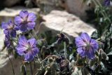 род Geranium