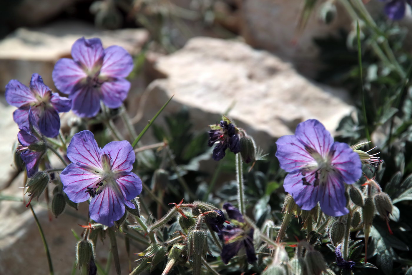 Изображение особи род Geranium.