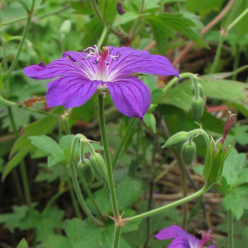 Image of Geranium wlassovianum specimen.