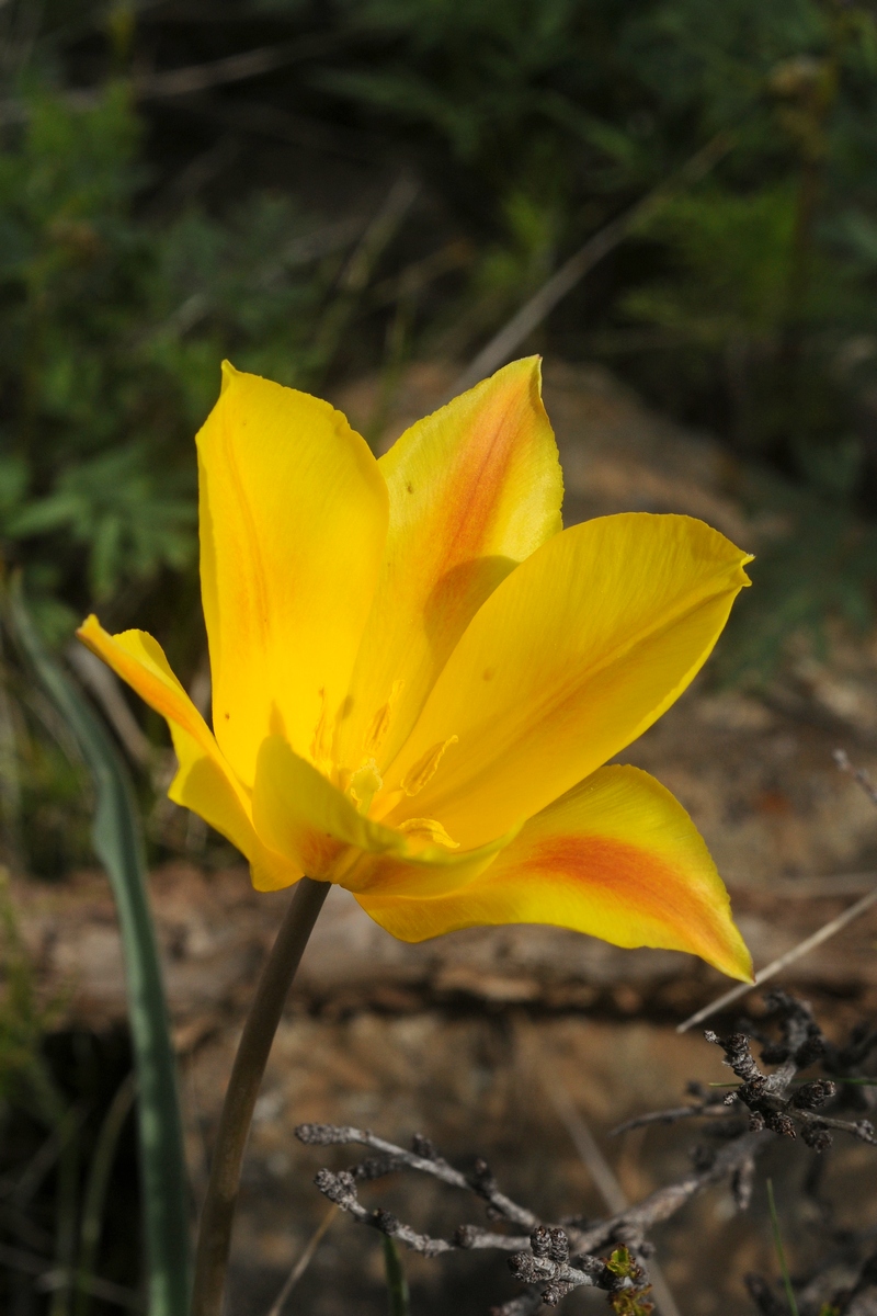 Изображение особи Tulipa brachystemon.