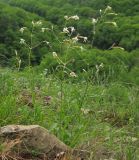 Silene italica