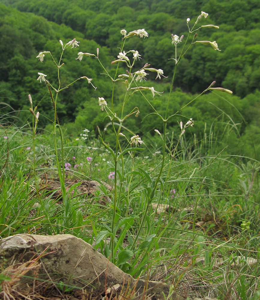 Image of Silene italica specimen.