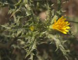 Scolymus hispanicus