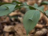 Ruscus hypoglossum. Побеги-филлокладии с развивающимися бутонами. Южный берег Крыма, окр. с. Малый Маяк; буково-грабовый лес на восточном склоне горы Парагильмен. 16.11.2014.