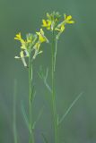 Erysimum canescens