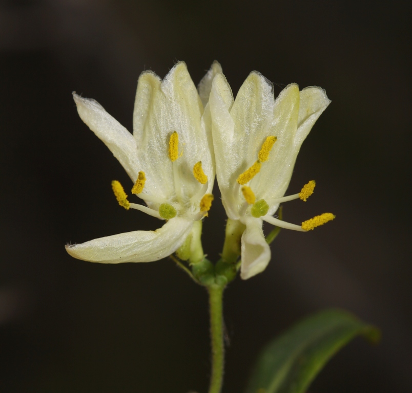 Image of Lonicera ruprechtiana specimen.