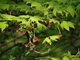 Acer pseudosieboldianum. Ветвь с соцветиями и листьями. Приморье, г. Находка, лес. 21.05.2016.