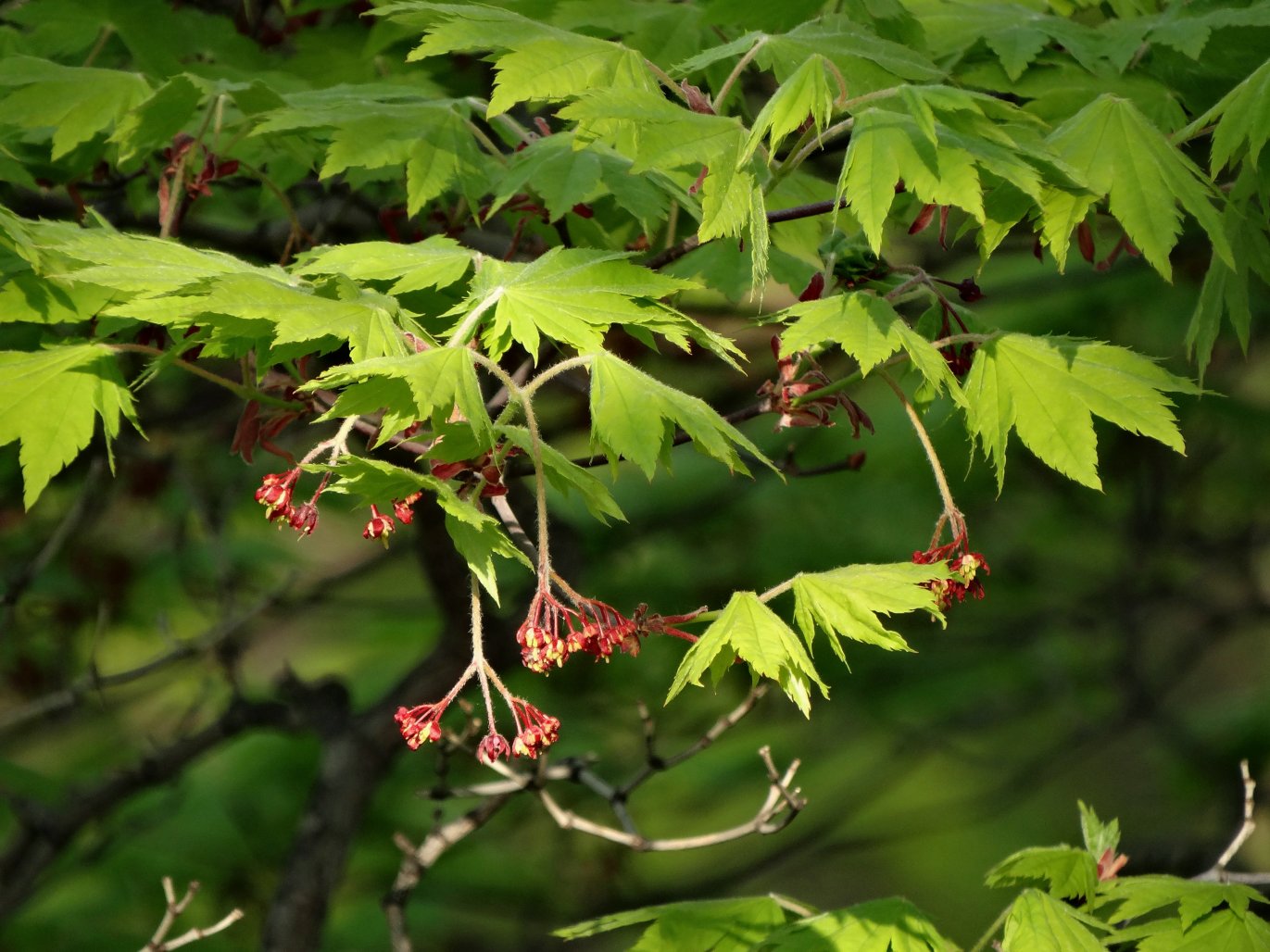 Image of Acer pseudosieboldianum specimen.