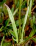 Valerianella lasiocarpa