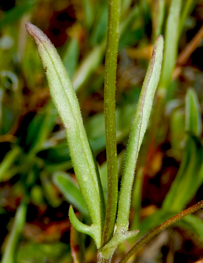 Изображение особи Valerianella lasiocarpa.