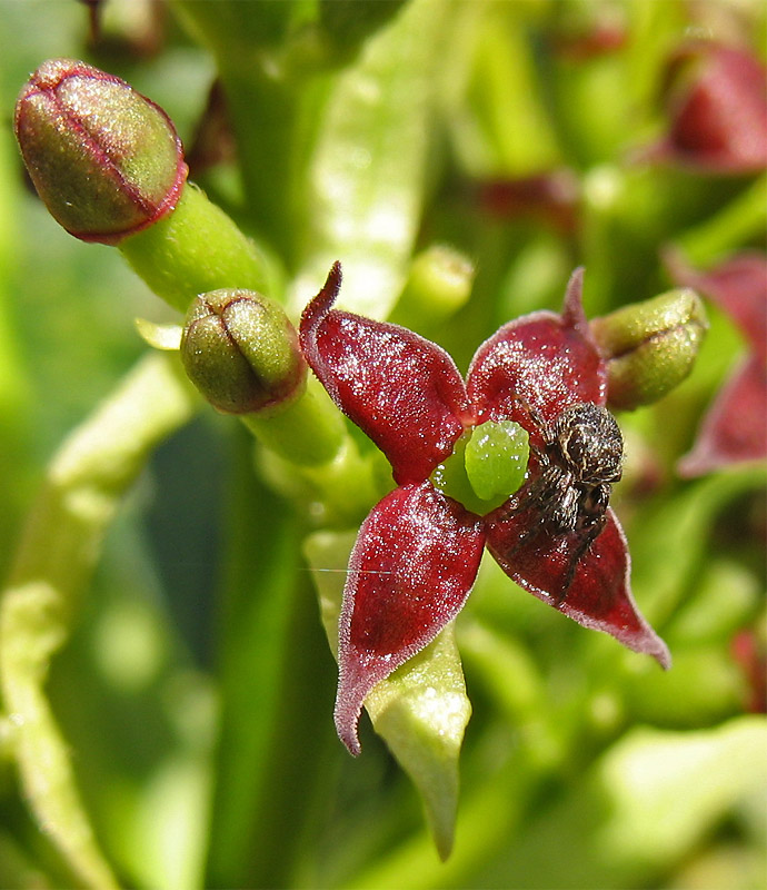 Изображение особи Aucuba japonica.