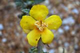 Verbascum pinnatifidum