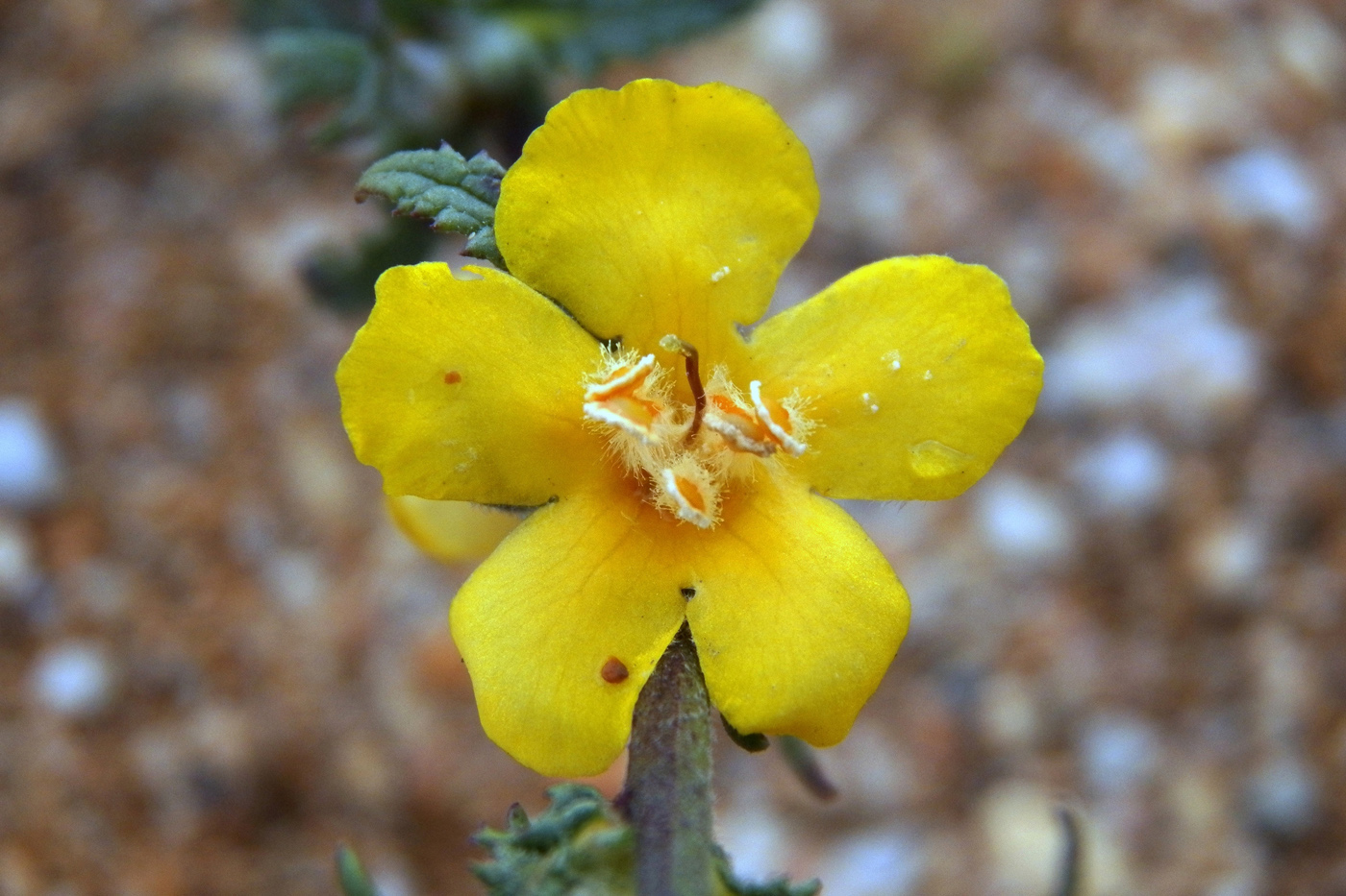 Изображение особи Verbascum pinnatifidum.