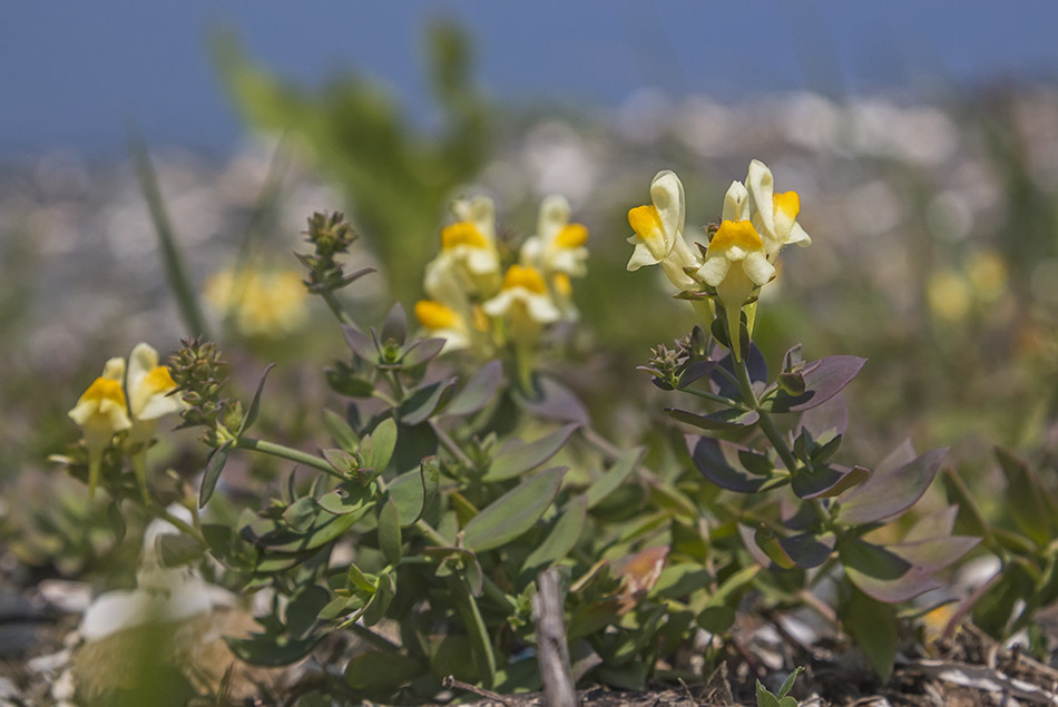 Image of Linaria japonica specimen.