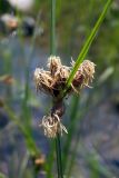 Bolboschoenus maritimus