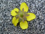 Potentilla subspecies groenlandica