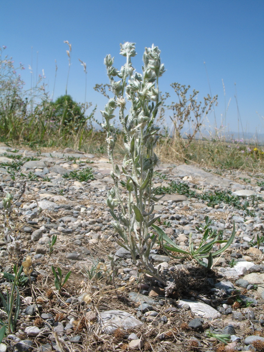 Image of Filago arvensis specimen.