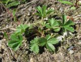 Potentilla crantzii. Основание цветущего растения. Кабардино-Балкария, Эльбрусский р-н, долина р. Ирик, ок. 2800 м н.у.м. 14.07.2016.