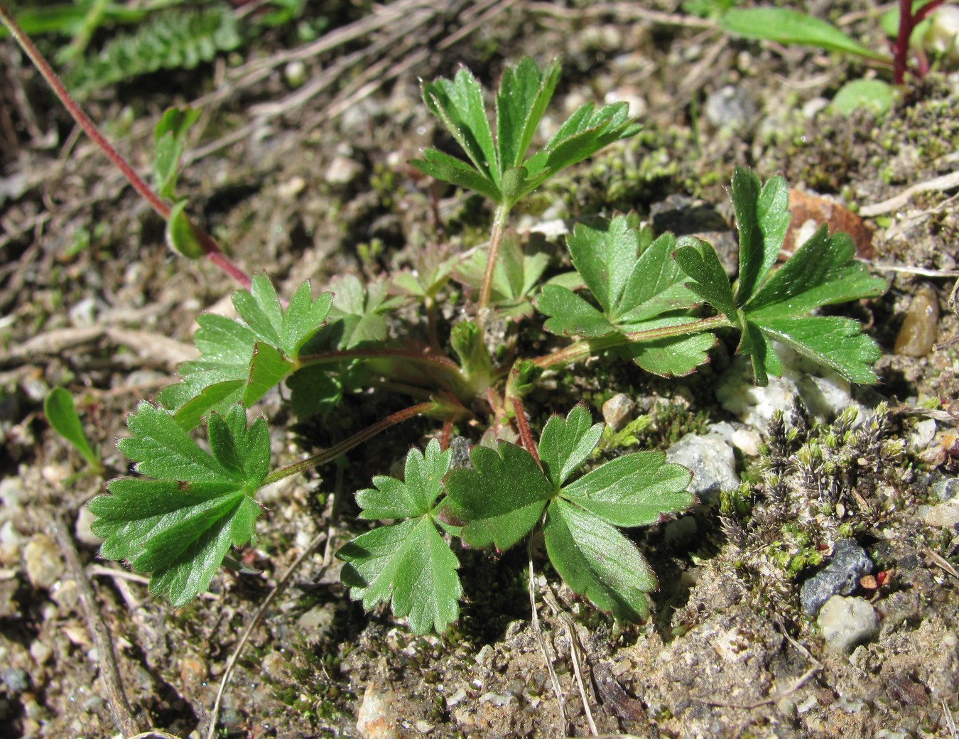 Изображение особи Potentilla crantzii.