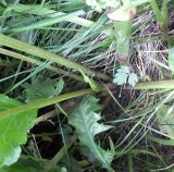 Rumex longifolius. Черешки прикорневых листьев. Мурманск, газон вдоль обочины дороги на Жилстрое. 22.07.2016.