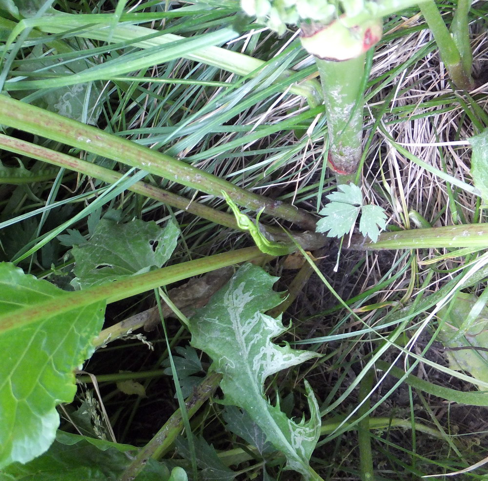 Image of Rumex longifolius specimen.