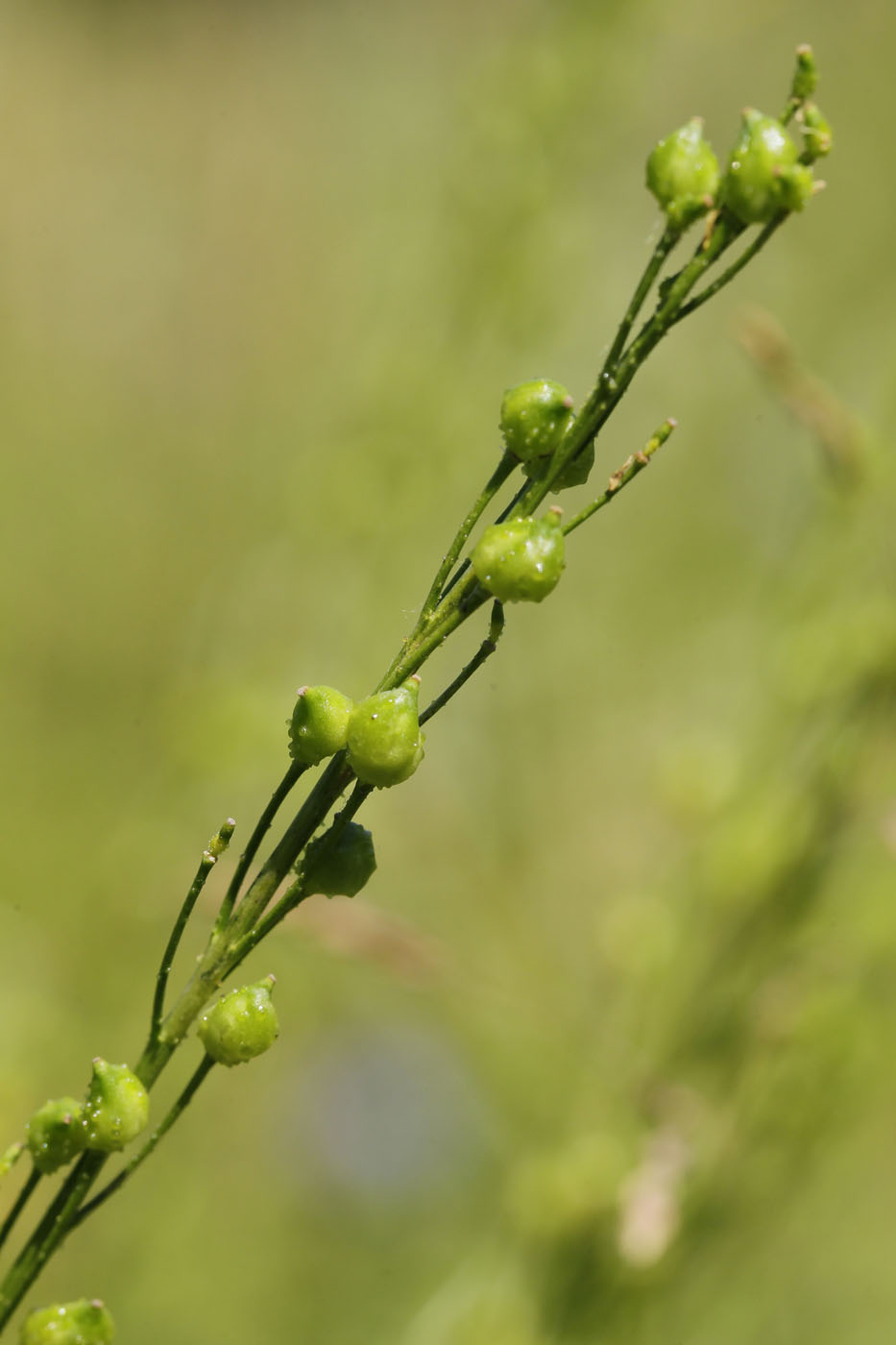 Image of Bunias orientalis specimen.