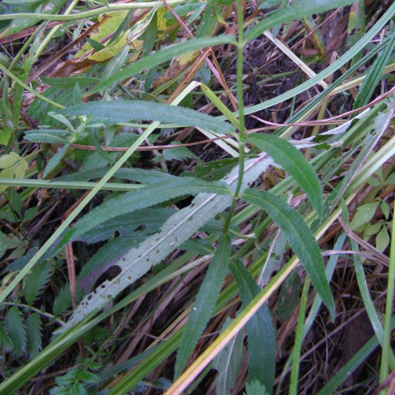 Изображение особи Stachys palustris.