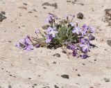 Matthiola fruticulosa var. bolleana