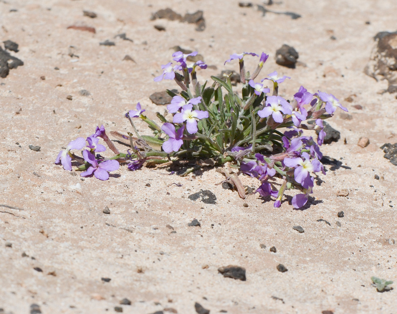 Image of Matthiola fruticulosa var. bolleana specimen.