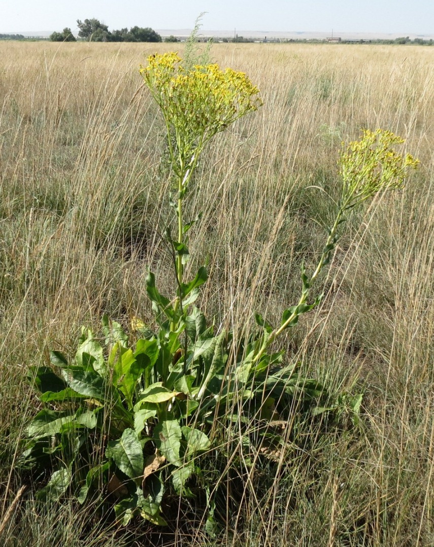 Изображение особи Senecio schwetzowii.