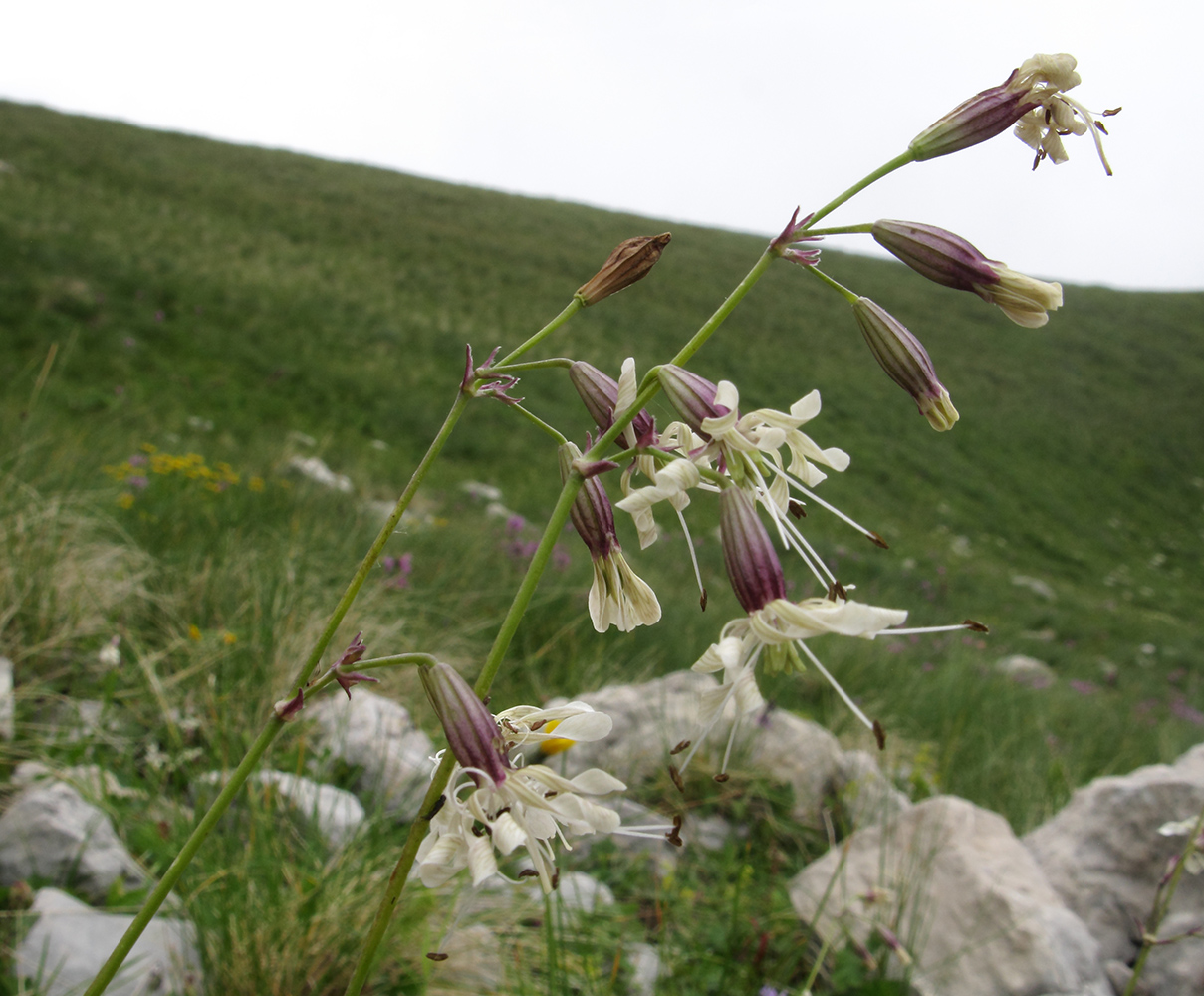 Изображение особи Silene saxatilis.