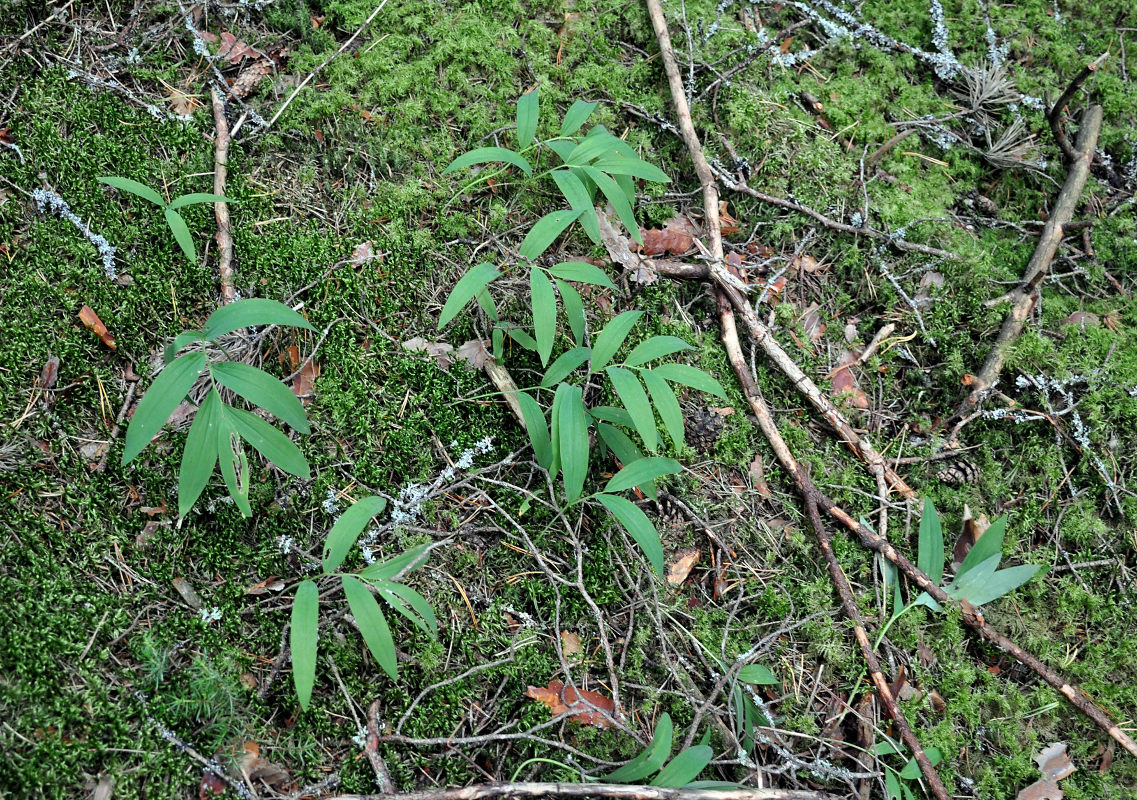 Image of Polygonatum odoratum specimen.