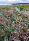 Salix alaxensis