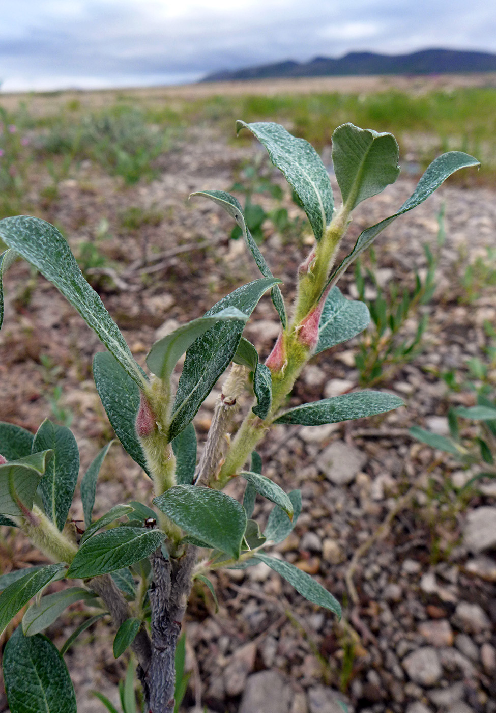 Изображение особи Salix alaxensis.