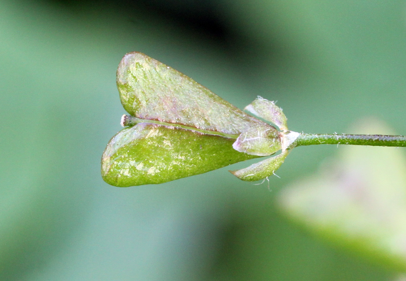 Image of Capsella bursa-pastoris specimen.