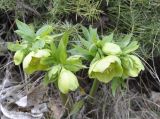 Helleborus cyclophyllus