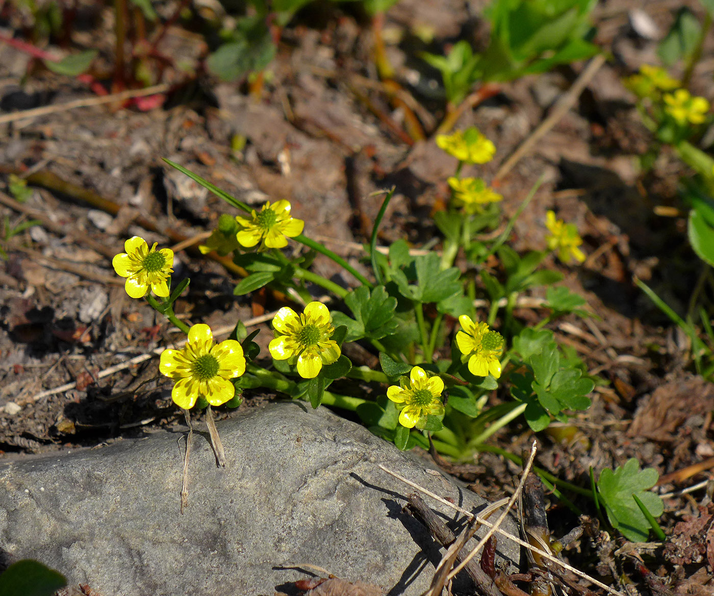 Image of Ranunculus pygmaeus specimen.