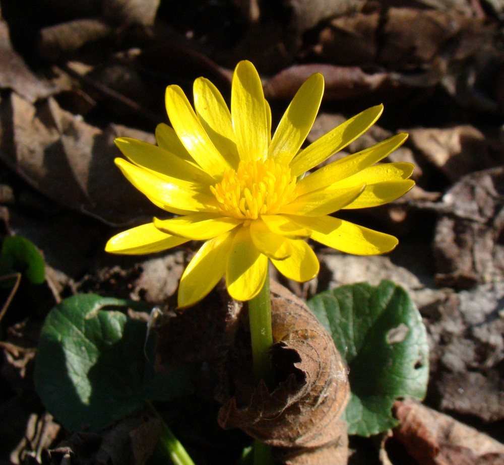 Image of Ficaria calthifolia specimen.