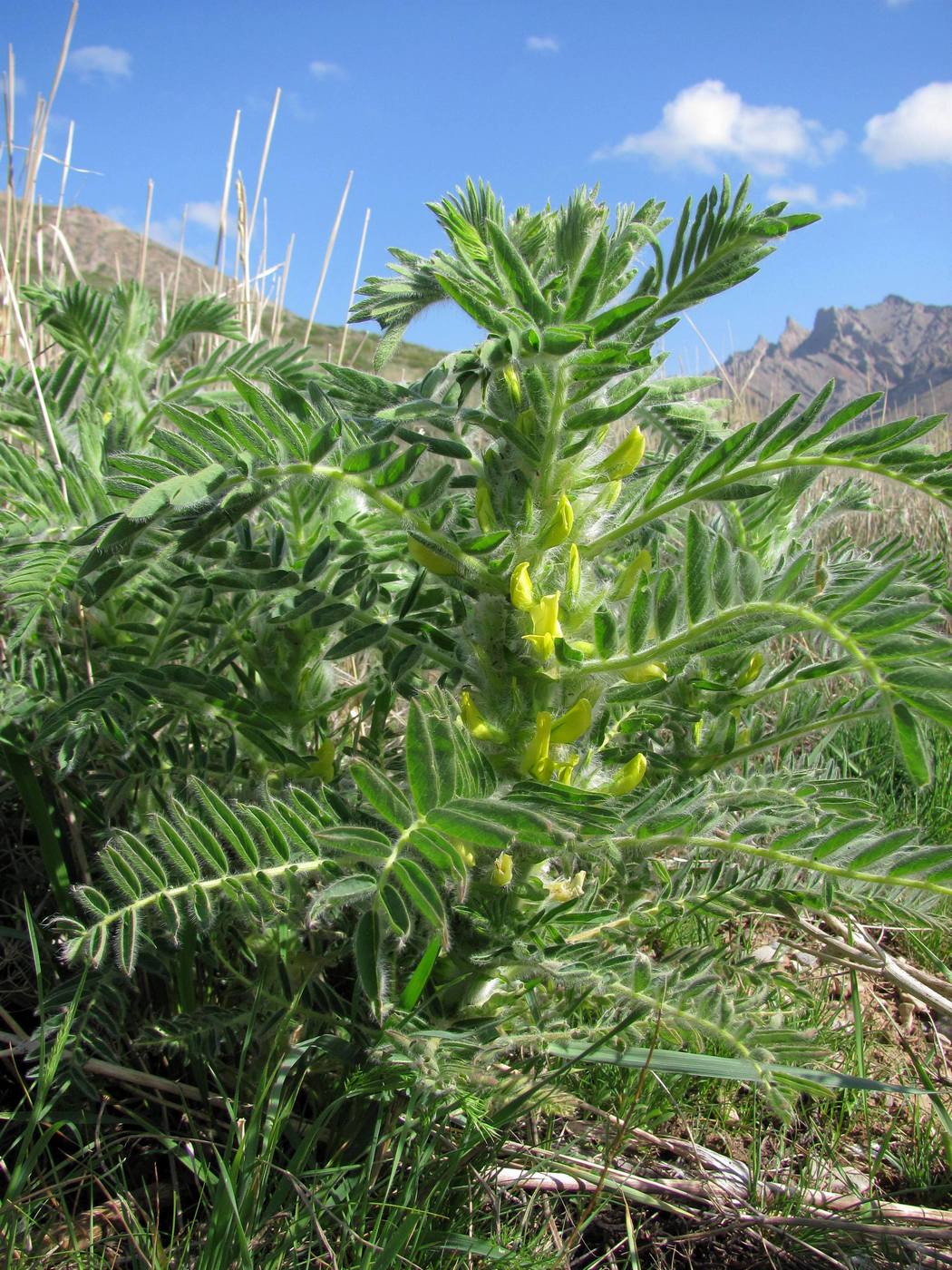 Изображение особи Astragalus sieversianus.