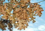 genus Quercus