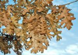 genus Quercus. Верхушка веточки с листьями в осенней окраске. Германия, Бавария, округ Верхняя Бавария, г. Бад-Тёльц. Декабрь.