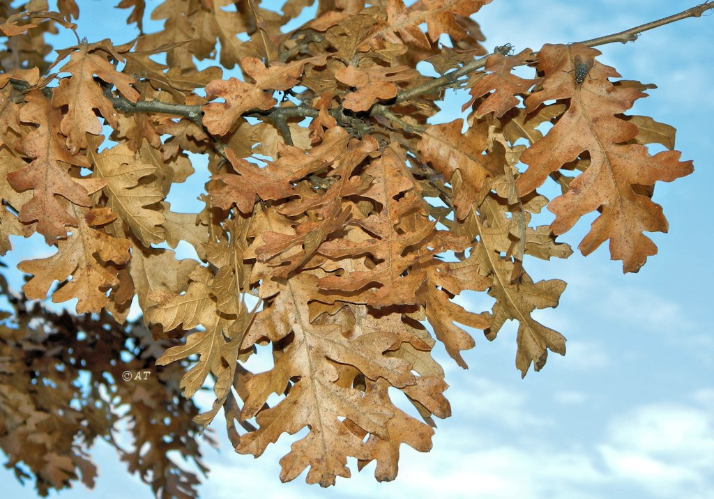 Image of genus Quercus specimen.