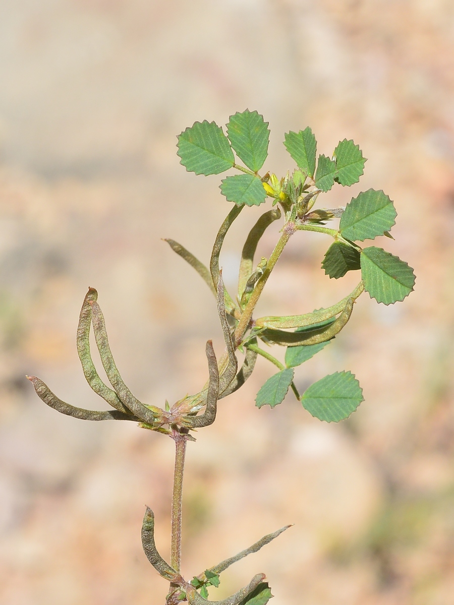 Image of Trigonella arcuata specimen.