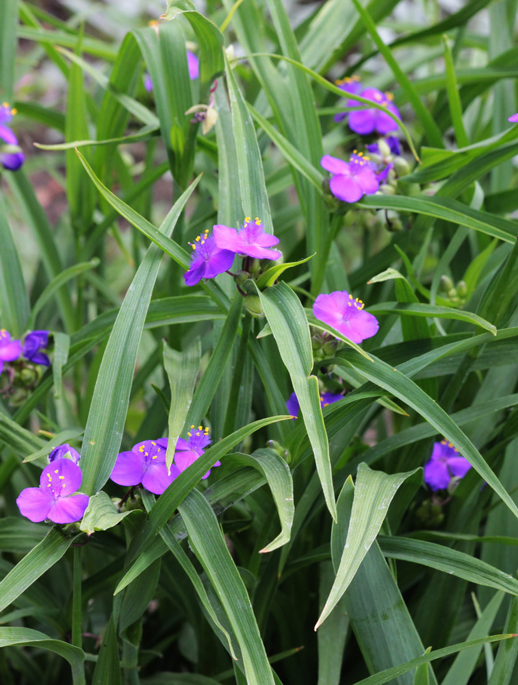 Изображение особи Tradescantia virginiana.