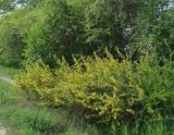 Caragana spinosa